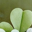Happy St. Patrick’s Day!