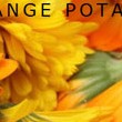 5 Orange Potatoes – Homeschool Blog Awards