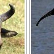 Carte tematiche: gli animali della savana (e anche un po’ di numeri)