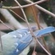 Bird Feeders
