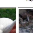 Carte tematiche: gli animali della fattoria