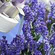 Profumo di lavanda
