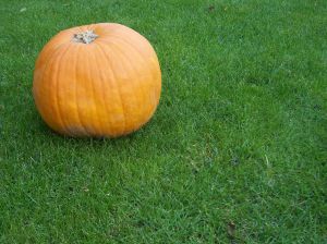 zucca