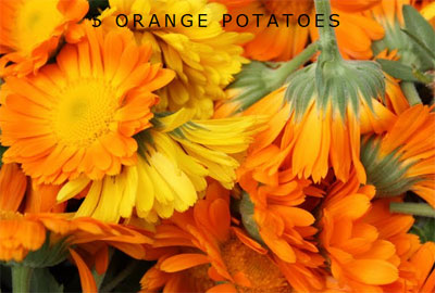 5 orange potatoes 5 orange potatoes