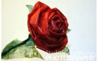 rose di carta faidate