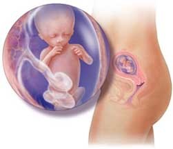 Quattordicesima Settimana Di Gravidanza Mamma Felice