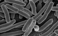 prevenzione e sicurezza contro escherichia coli