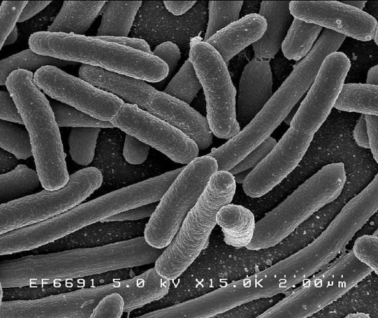 prevenzione e sicurezza contro escherichia coli