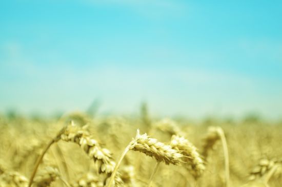 shavuot, festa delle settimane