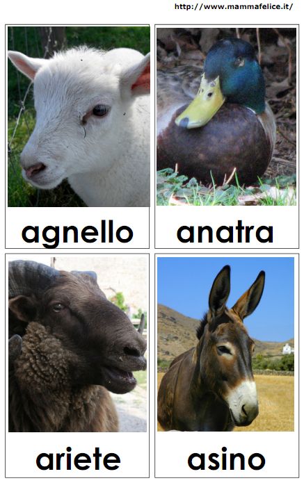 carte tematiche animali fattoria