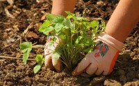 Perché scegliere cibi biologici per i bambini?