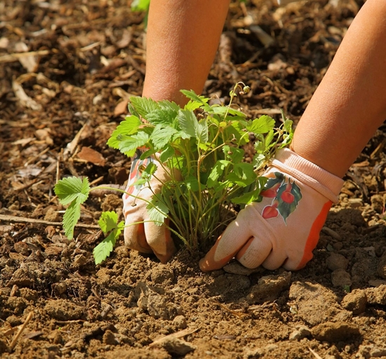 Perché scegliere cibi biologici per i bambini?