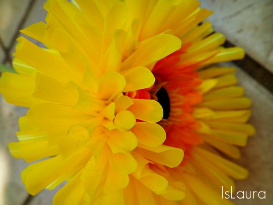 fiore di cannucce giallo