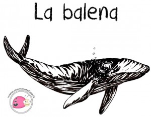 come-disegnare-una-balena