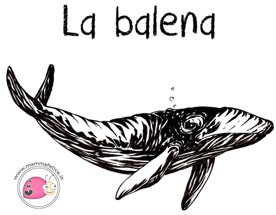 come-disegnare-una-balena