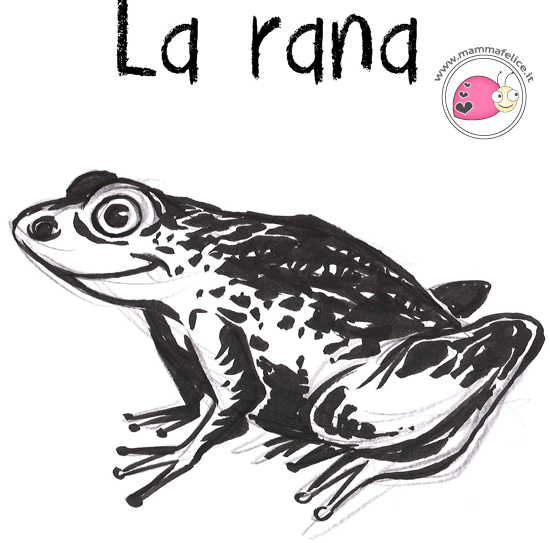 come-disegnare-una-ranocchia.jpg