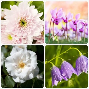 significato-dei-fiori-crisantemo-ciclamino-camelia-campanula