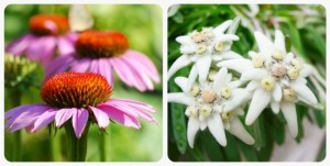 significato-dei-fiori-echinacea-edelweiss