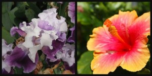 significato-dei-fiori-iris-ibisco