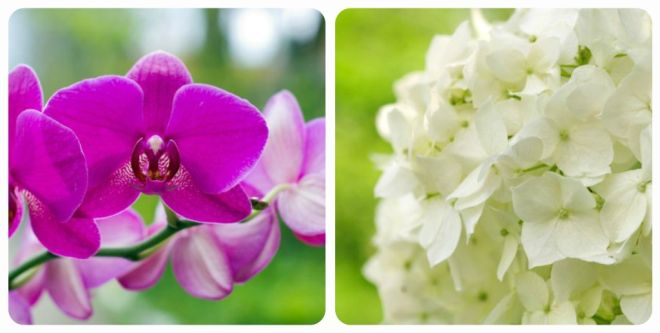 significato-dei-fiori-orchidea-ortensia