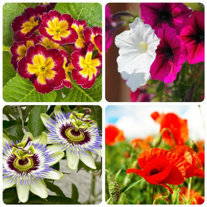 significato-dei-fiori-primula-petunia-passiflora-papavero