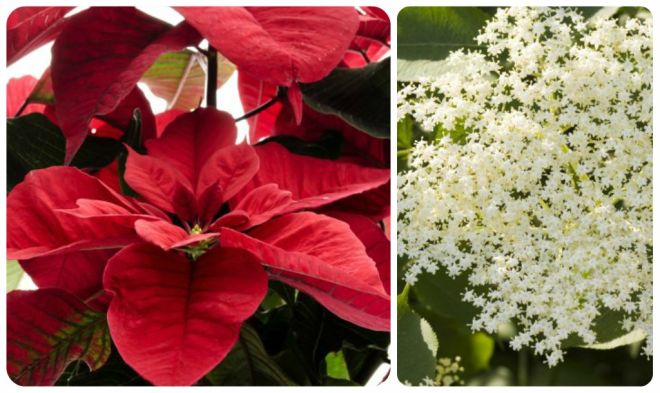 Stella Di Natale Significato.Significato Dei Fiori Stella Di Natale Sambuco Mamma Felice