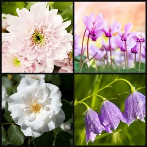 significato-fiori-crisantemo-ciclamino-camelia-campanula