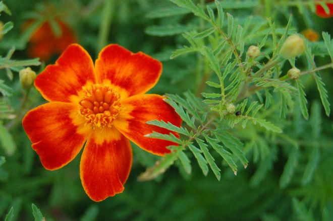 significato-dei-fiori-zinnia