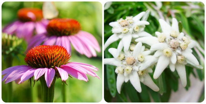 significato-fiori-echinacea-edelweisssignificato-fiori-echinacea-edelweiss