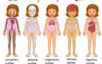 giochi-anatomia-fisiologia-corpo-umano-bambini-montessori
