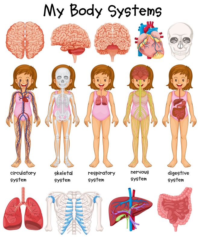  giochi-anatomia-fisiologia-corpo-umano-bambini-montessori