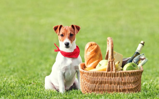 come-organizzare-pic-nic-perfetto