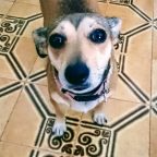 fragola-cane-mammafelice