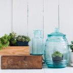 piante-grasse-appartamento-come-curarle-annaffiarle