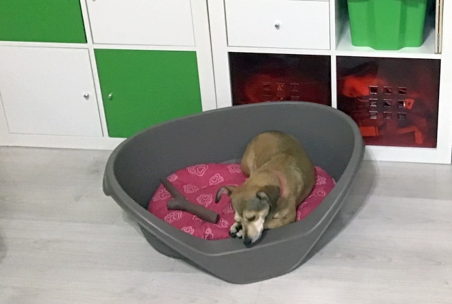 consigli-per-gestire-cane-in-casa-bambini-01
