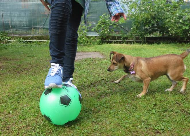 consigli utili per chi ha un cane in casa