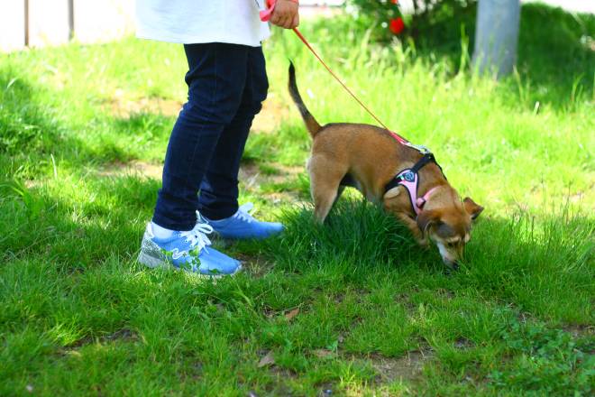 consigli utili per chi ha un cane in casa