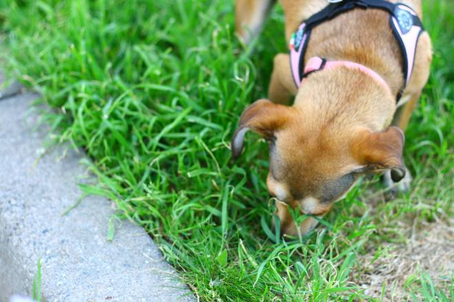 consigli utili per chi ha un cane in casa