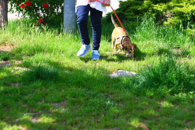 consigli utili per chi ha un cane in casa