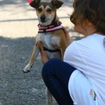 10 consigli utili per prendersi cura del proprio cane