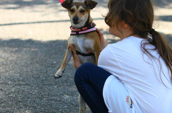 consigli utili per chi ha un cane in casa