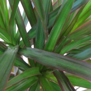 piante purificanti da appartamento