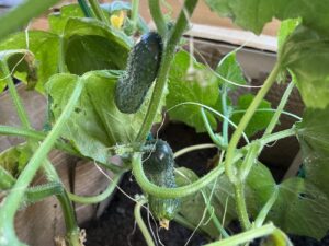 orto-per-principianti_mammafelice
